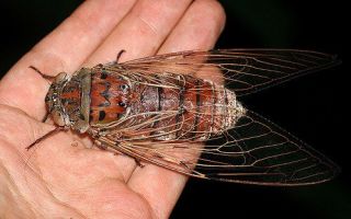 Описание и фото мухи цикады