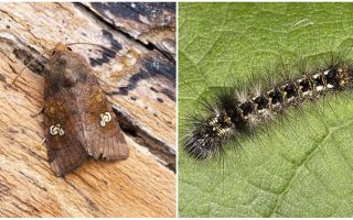 Описание и фото бабочки и гусеницы совки, как бороться
