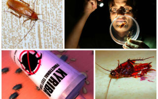 Чем и как быстро вывести тараканов в домашних условиях