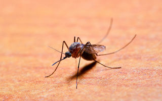 Откуда появляются комары