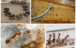 Как уничтожить муравьев и муравейник
