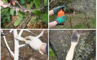 Как бороться со щитовкой в саду на сливе, вишне и прочих деревьях