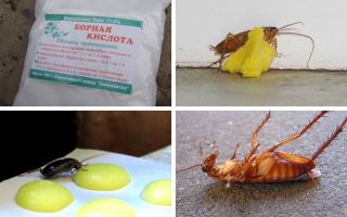Как избавиться от тараканов в квартире — народные средства