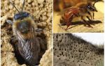 Как вывести земляных пчел с участка