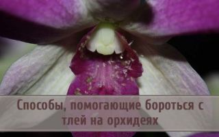 Как бороться с тлей на орхидеях
