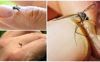 Как бороться с комарами в квартире или доме
