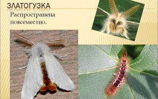 Описание и фото бабочки и гусеницы златогузки