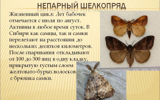 Описание и фото гусеницы и бабочки непарного шелкопряда