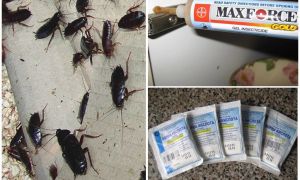 Тараканы лезут от соседей, что делать и куда жаловаться