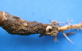 Как бороться с капустной мухой и ее личинками