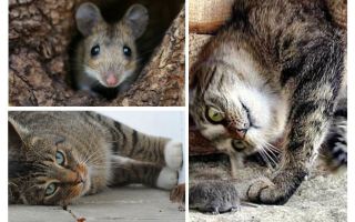 Едят ли мышей кошки и коты