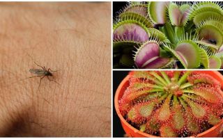 Какие растения отпугивают комаров: травы, деревья и цветы