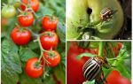 Чем обработать помидоры от колорадского жука