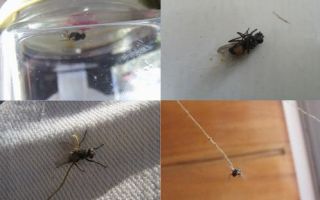 Как поймать муху в комнате