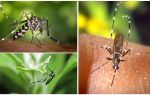 Описание и фото разновидностей комаров