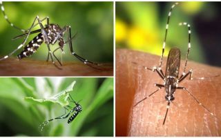 Чем и как защитить собаку от комаров и мошек