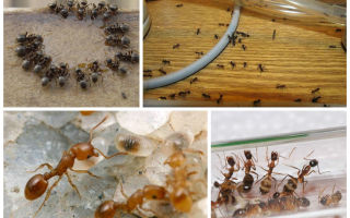 Как уничтожить муравьев и муравейник