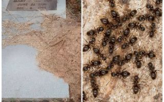 Как избавиться от муравьев на могиле