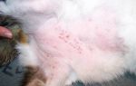 У кошки аллергия на блох — чем лечить