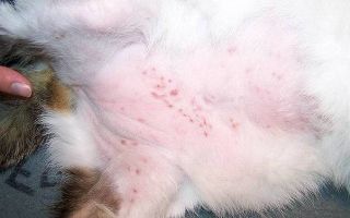 У кошки аллергия на блох — чем лечить