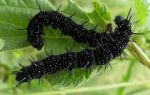 Гусеницы крапивницы – черные гусеницы на крапиве
