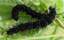 Гусеницы крапивницы – черные гусеницы на крапиве