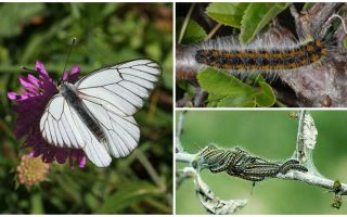Описание и фото гусеницы и бабочки боярышницы, как бороться