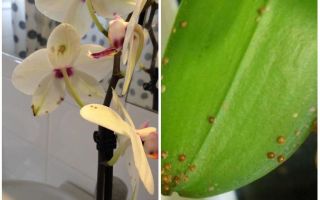 Как бороться со щитовкой на орхидеях