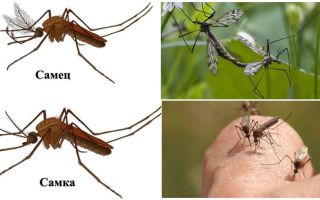 Что едят самцы и самки комаров