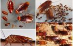 Рыжие тараканы — как избавиться в домашних условиях