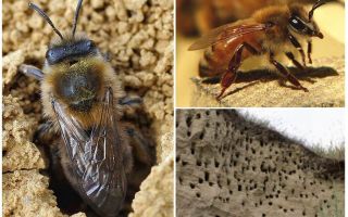 Как вывести земляных пчел с участка