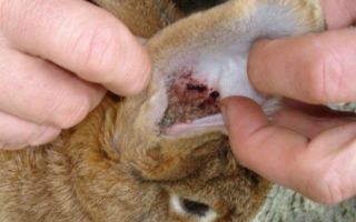 Лечение ушного клеща у кроликов