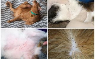 Как вывести блох у беременной кошки