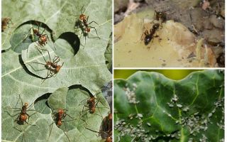 Как спасти капусту от муравьев