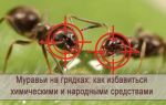 Как избавиться от муравьев на грядке народными средствами
