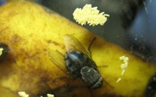 Описание и фото личинок и яиц мух