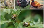 Какие птицы и насекомые едят колорадских жуков