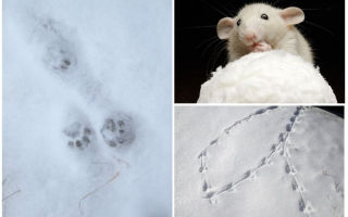 Как выглядят следы крысы на снегу