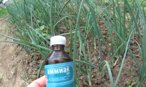 Как поливать лук нашатырным спиртом от луковой мухи