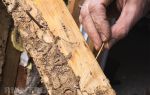 Как уничтожить шашеля в деревянном доме