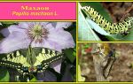 Описание и фото гусеницы бабочки махаона