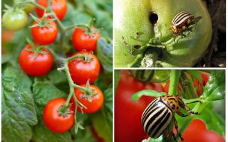 Чем обработать помидоры от колорадского жука