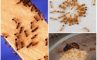 Как избавиться в квартире от маленьких рыжих муравьев