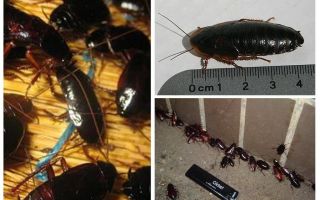 Как избавиться от больших черных тараканов в квартире